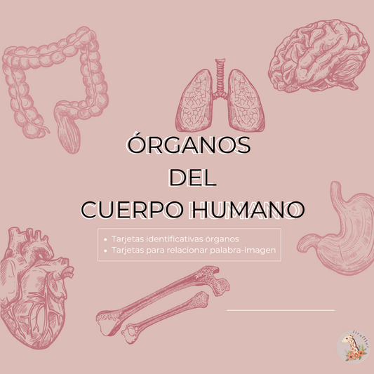 Tarjetas Órganos  El cuerpo humano - castellano