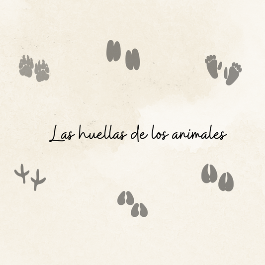 Descargable Tarjetas huellas animales