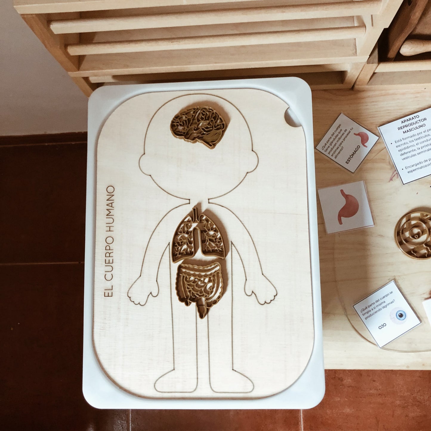 Human Body flisat table insert