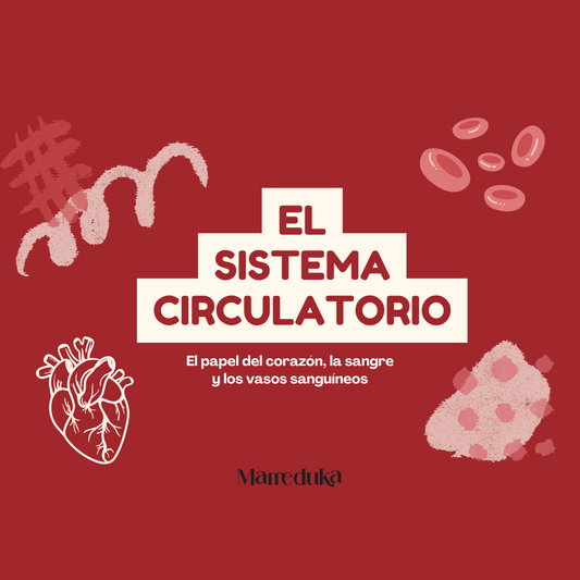 Proyecto descargable El sistema circulatorio