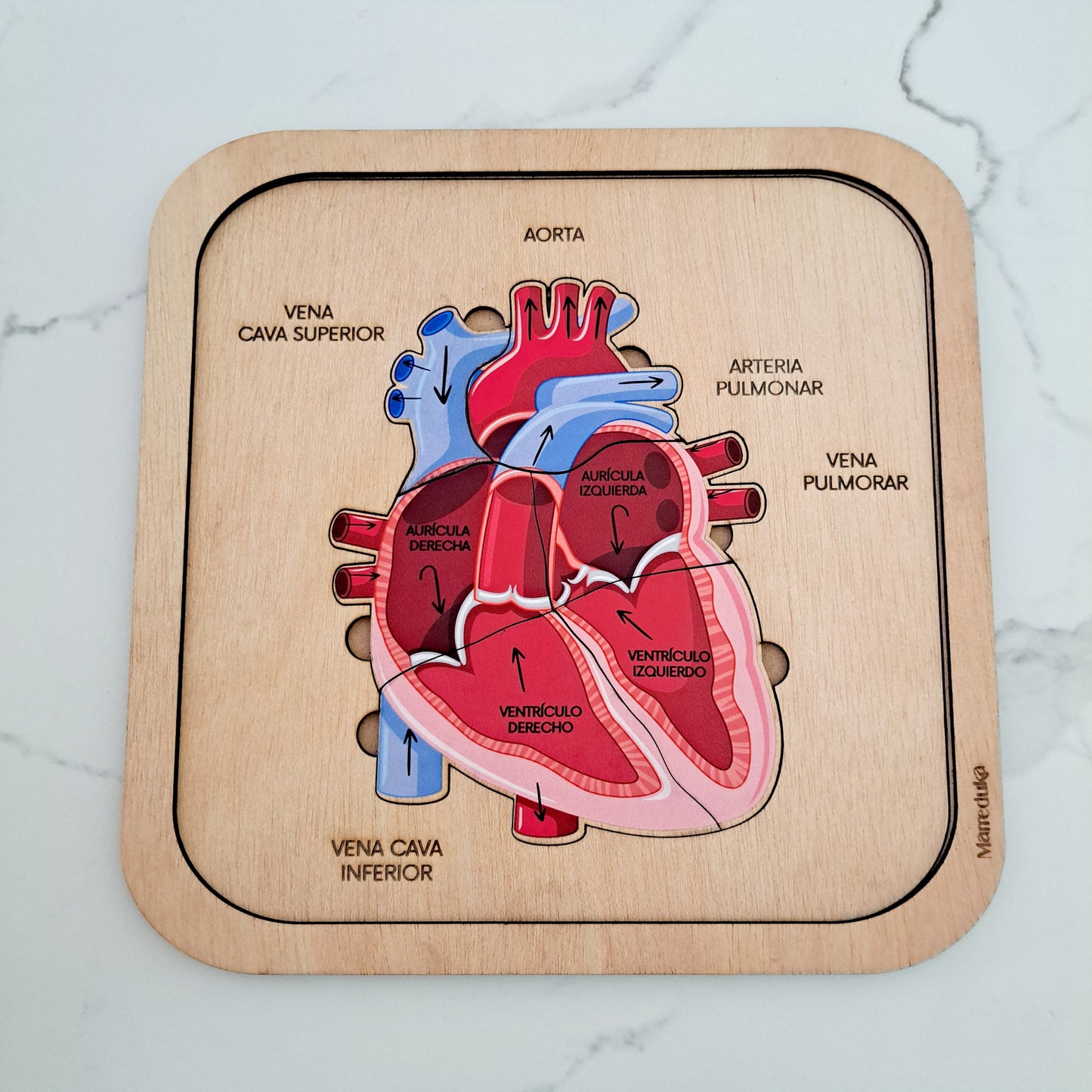 Encajable Anatomía corazón humano