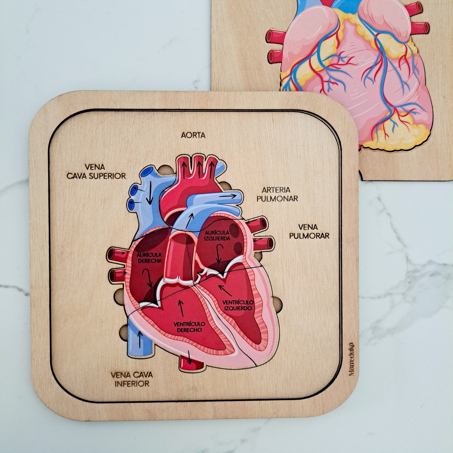 Encajable Anatomía corazón humano