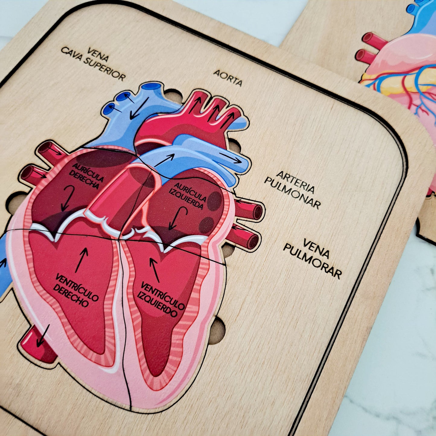 Encajable Anatomía corazón humano